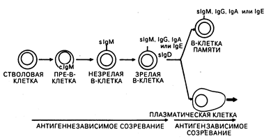 глава 62. введение в клиническую иммунологию - student2.ru