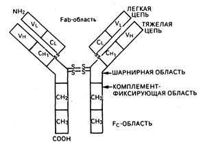 глава 62. введение в клиническую иммунологию - student2.ru