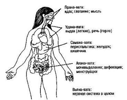 Глава четвертая. ФОРМЫ ДОШ - student2.ru