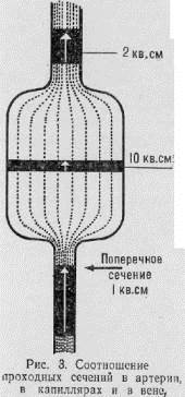 глава ii о роли клапанов в венах - student2.ru