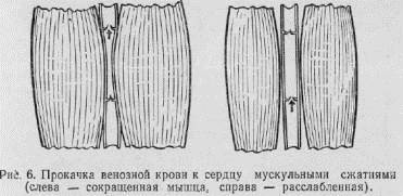 глава ii о роли клапанов в венах - student2.ru