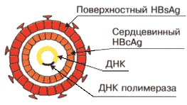 глава iii. вирусные гепатиы с парентеральным механизмом заражения - student2.ru