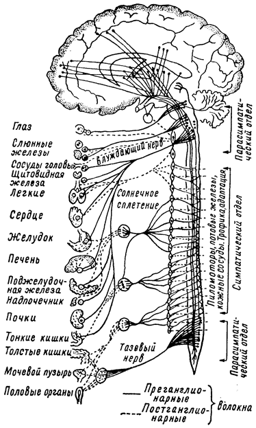 глава ix. вегетативно-висцеральная иннервация, расстройства ее - student2.ru