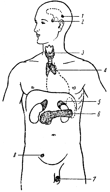 Глава IX. Железы внутренней секреции - student2.ru