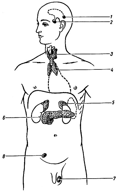 Глава VIII. Эндокринные железы - student2.ru