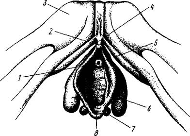 глава вторая. анатомия половых органов - student2.ru