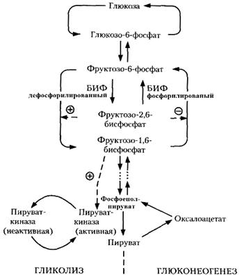 Глюконеогенез, источники, механизм и регуляция процесса. - student2.ru