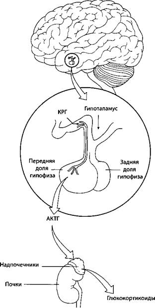 Головной мозг: самая главная железа - student2.ru