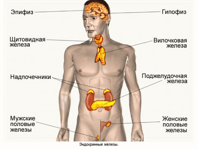 гонады, или половые железы - student2.ru