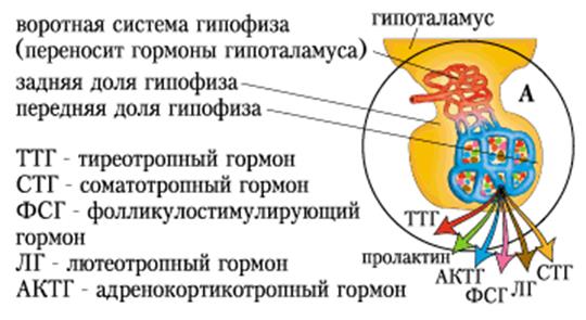 гормоны и другие средства, корректирующие работу эндокринной системы - student2.ru