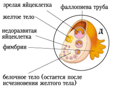 гормоны и другие средства, корректирующие работу эндокринной системы - student2.ru