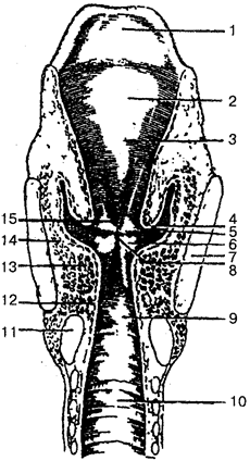 Гортань. Гортань (larynx) выполняет функции дыхания, звукообразования и защиты нижних дыхательных путей от попадания в них инородных частиц - student2.ru