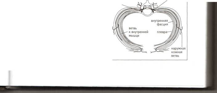 Грудной радикулит, межреберная невралгия - student2.ru