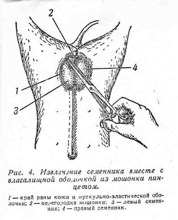 Грыжесечение у животных (герниотомия). - student2.ru