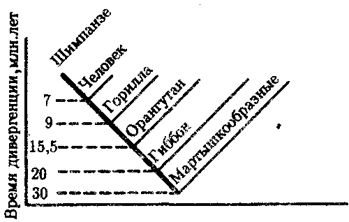 и дальнейшая эволюция человека - student2.ru