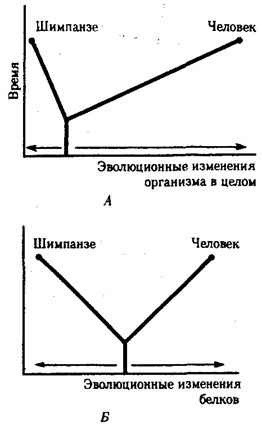 и дальнейшая эволюция человека - student2.ru