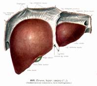 І. Променева анатомія печінки та жовчних шляхів. - student2.ru