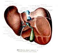 І. Променева анатомія печінки та жовчних шляхів. - student2.ru