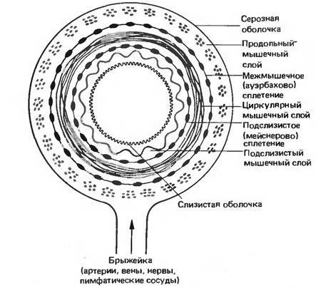 II. Физиологические основы пищевой мотивации. - student2.ru