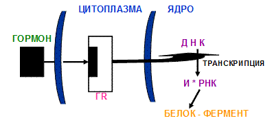 II. Механизм действия гормонов (хроническая регуляция). - student2.ru