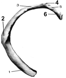 III. Грудина и ребра. Кости пояса верхней конечности: лопатка, ключица. - student2.ru