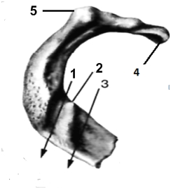 III. Грудина и ребра. Кости пояса верхней конечности: лопатка, ключица. - student2.ru