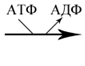 Individual pathways of amino acid metabolism - student2.ru