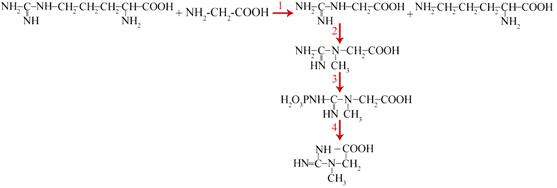 Individual pathways of amino acid metabolism - student2.ru