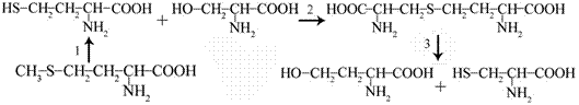 Individual pathways of amino acid metabolism - student2.ru