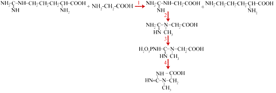 Individual pathways of amino acid metabolism - student2.ru