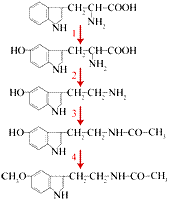 Individual pathways of amino acid metabolism - student2.ru