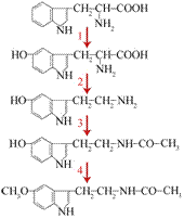 Individual pathways of amino acid metabolism - student2.ru