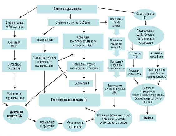 Инфаркт миокарда и его проявления - student2.ru