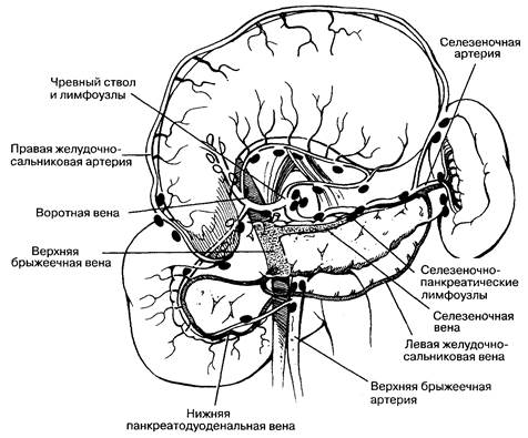 Иннервация, кровоснабжение и лимфоотток - student2.ru