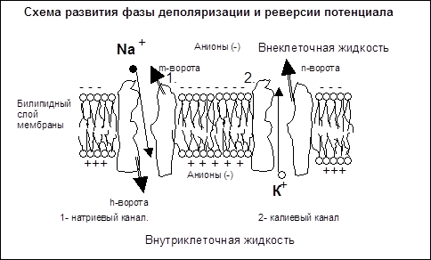 Ионные основы генерации ПД - student2.ru