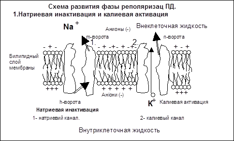 Ионные основы генерации ПД - student2.ru