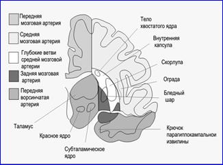 Ишемические нарушения спинномозгового кровообращения - student2.ru