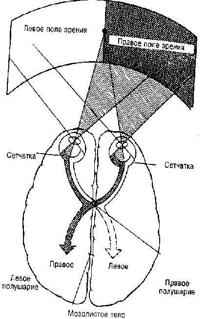 Исследование расщепленного мозга. - student2.ru