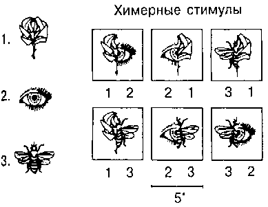 Исследование расщепленного мозга. - student2.ru