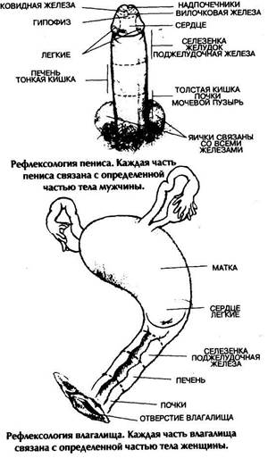 Исследование своих половых органов - student2.ru