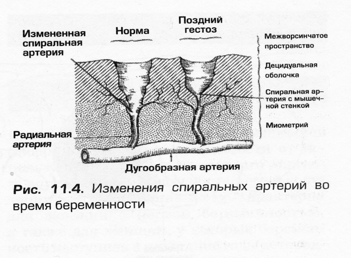 Изменения в половых органах - student2.ru