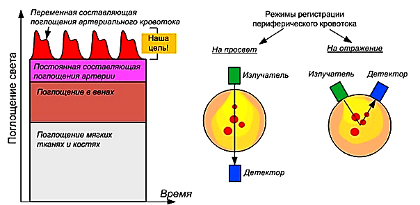 Измерение пульса на основе плетизмографии - student2.ru