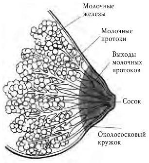 как грудь вырабатывает и выделяет молоко - student2.ru