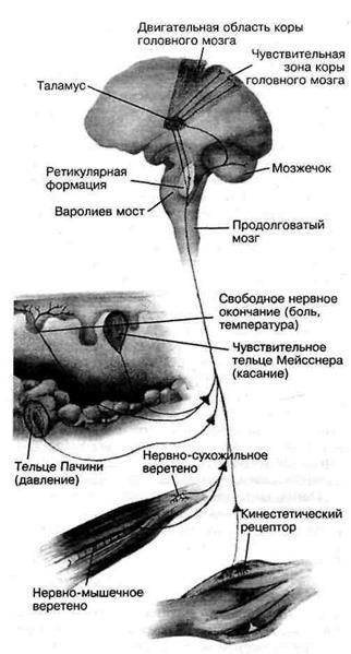 Как происходит Управление движениями? - student2.ru