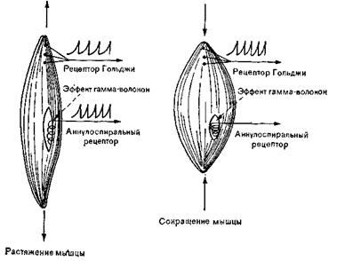 Как происходит Управление движениями? - student2.ru