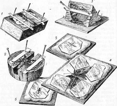 как собирать насекомых и других животных - student2.ru