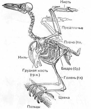 как собирать насекомых и других животных - student2.ru