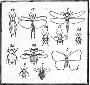 как собирать насекомых и других животных - student2.ru