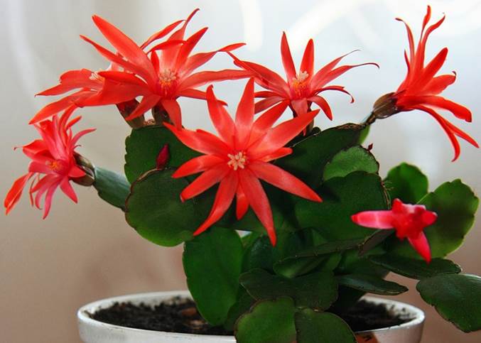 Как ухаживать за кактусами в домашних условиях, цветение - student2.ru