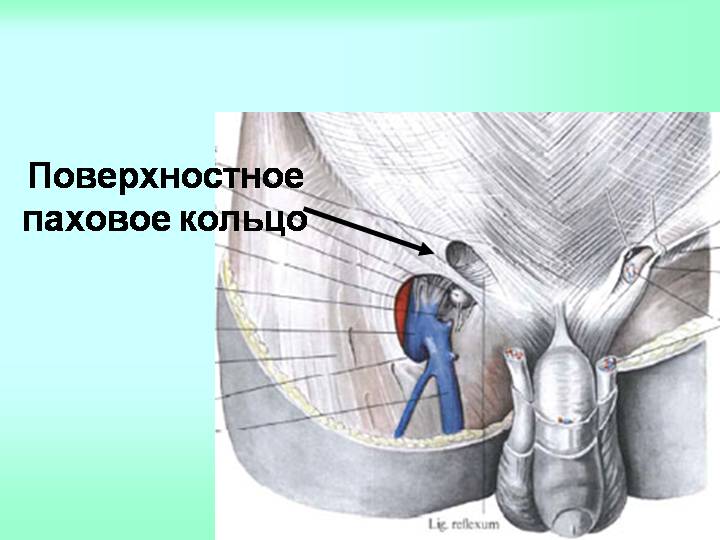 Какие мышцы сгибают проксимальные фаланги II-Vпальцев? - student2.ru